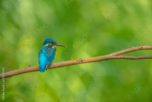 Kingfisher on branch © jurryt23