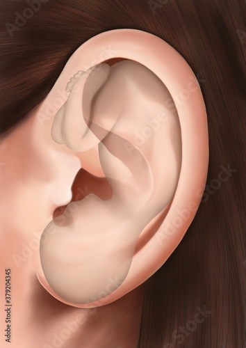 Photography A baby foetus within a ear to show the points of ear acupuncture that relate to