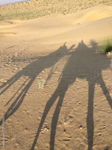 Wallpaper Mural SAFARI JAISALMER INDE DESERT Torontodigital.ca
