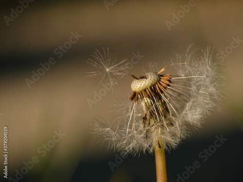 Fototapeta Naklejka Na Ścianę i Meble -  Dandelion (Taraxacum officinale) - close up of half-blown seedhead 