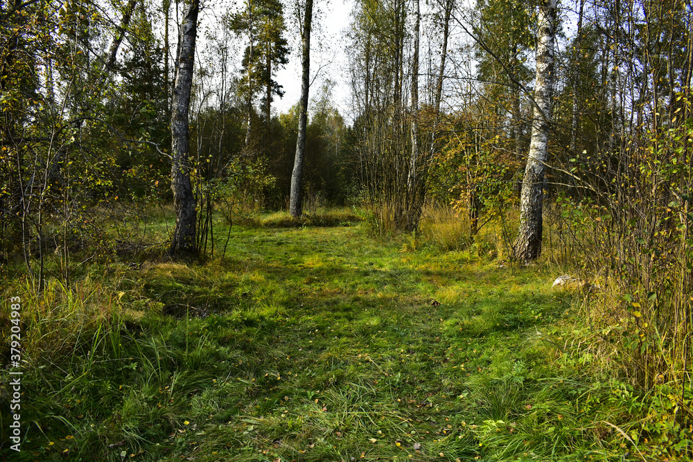 Obraz premium rare birch forest with shrubs