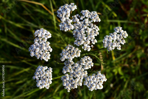 Yarrow blooming in the grass in September