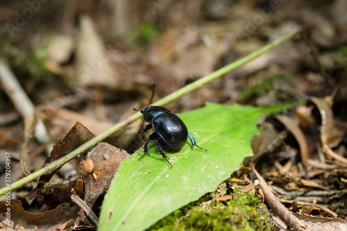 Geotrupes stercorarius, earth-boring dung beetle, Dor © Aneta