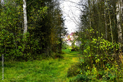 forest on the outskirts of the village