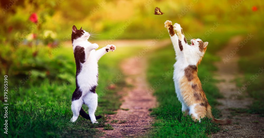 two beautiful cats walking in a Sunny summer garden and catch a flying swallowtail butterfly with their paws