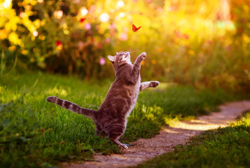 agile beautiful striped a kitten plays in a Sunny summer garden and catches a bright butterfly flying by with its paws
