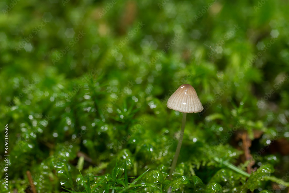 Mycena,
tiny forest mushrooms, macro photo Mycena,
tiny forest mushrooms, macro photo