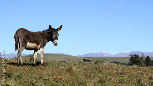Landscape photo of a donkey on a hill. 