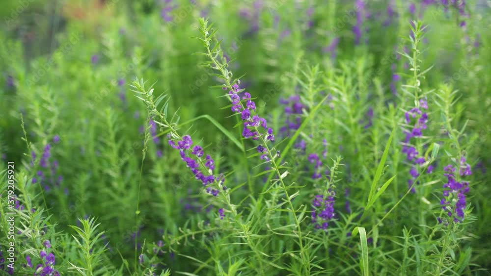 Wind Blowing Flower Baikal Skullcap or Chinese Skullcap Garden Wind Blowing Flower Baikal Skullcap or Chinese Skullcap Garden