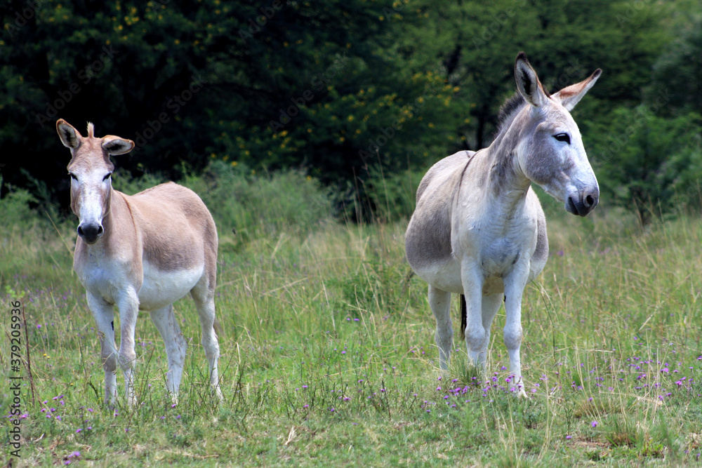 Landscape photo of two donkeys, summer time.