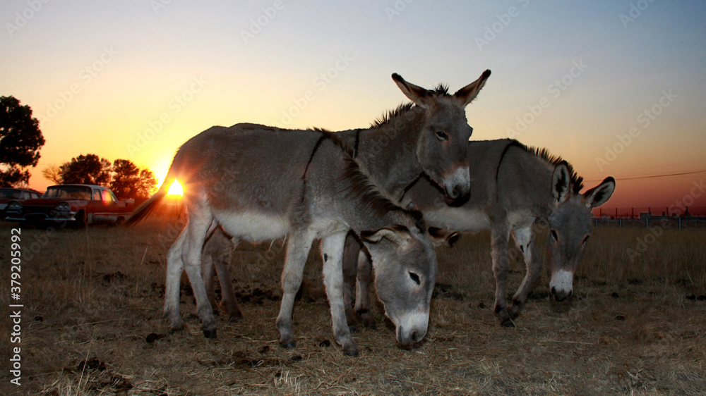 Donkey silhouette. Old car in the background. Potchefstroom, Northwest, South Africa. Donkey silhouette. Old car in the background. Potchefstroom, Northwest, South Africa.