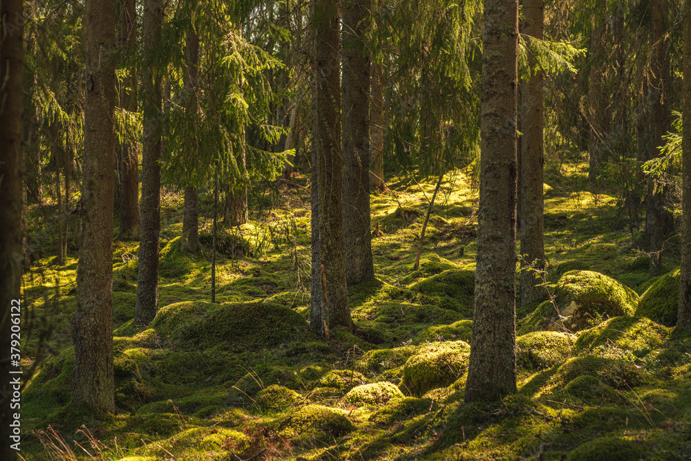 Fototapeta premium Beautiful pine and fir forest in Sweden, with green moss on the forest floor