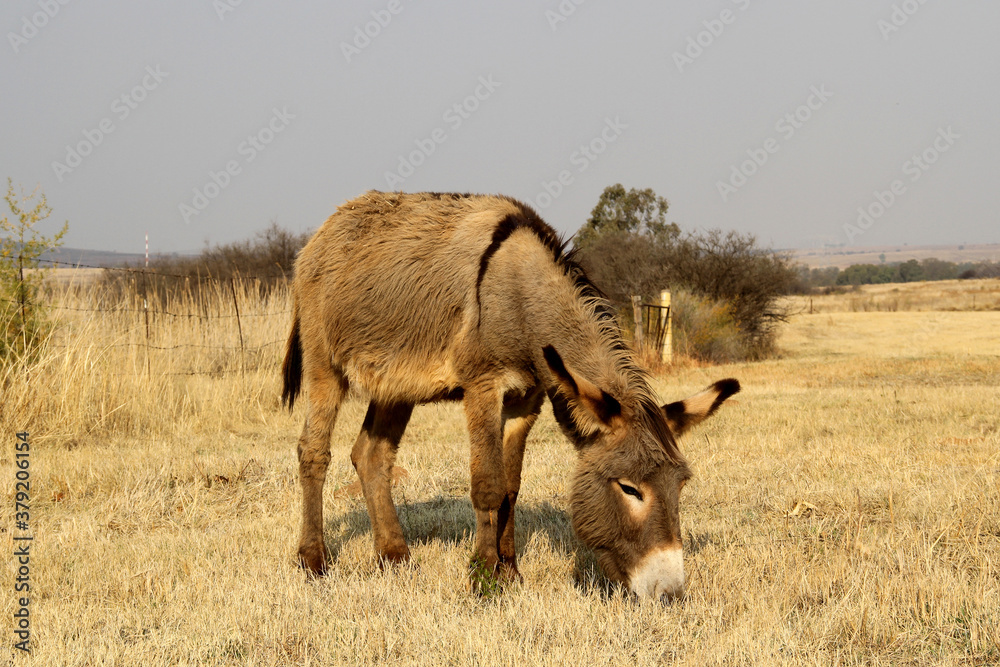 Naklejka premium Donkey grazing in a winter field. Parys, Free State, South Africa. There were two separate species of the African ass: the Nubian wild ass and the Somali wild ass.