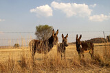 Donkey grazing in a winter field. Parys, Free State, South Africa. There were two separate species of the African ass: the Nubian wild ass and the Somali wild ass.
