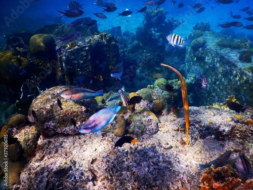 Fototapeta Naklejka Na Ścianę i Meble -  coral reef with fish