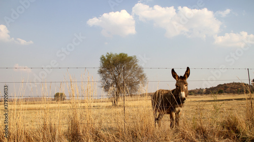Obraz na plátne Donkey grazing in a winter field