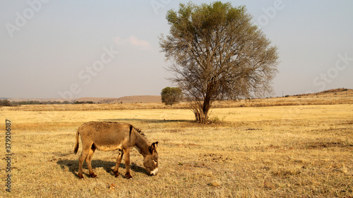 Donkey grazing in a winter field. Parys, Free State, South Africa. There were two separate species of the African ass: the Nubian wild ass and the Somali wild ass. photo