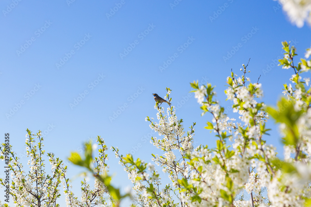 Flowers of the cherry blossoms on a spring Flowers of the cherry blossoms on a spring