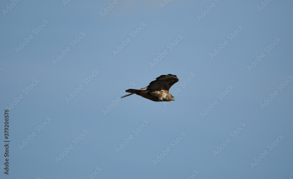 Buzzard flying very close by with a blue sky on a sunny day. Buzzard flying very close by with a blue sky on a sunny day.
