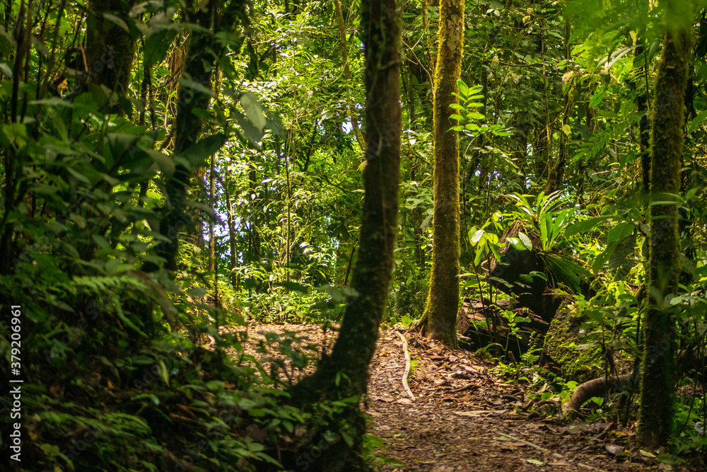 Obraz premium tropical forest