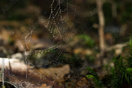 Spider web covered with water drops in the forest