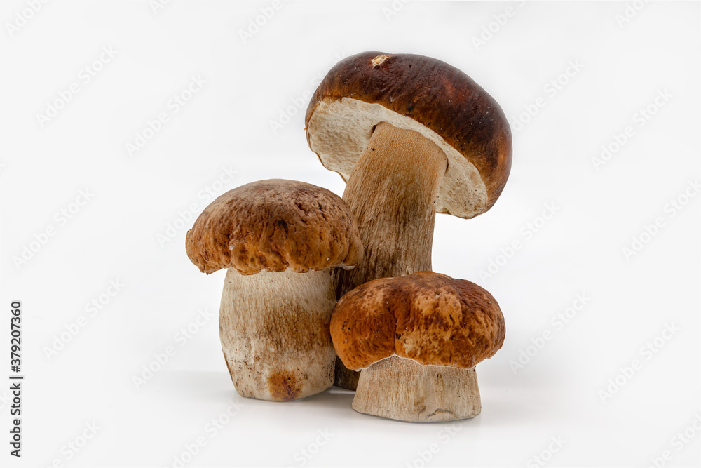 Boletus edulis isolated on background close up food health Boletus edulis isolated on background close up food health