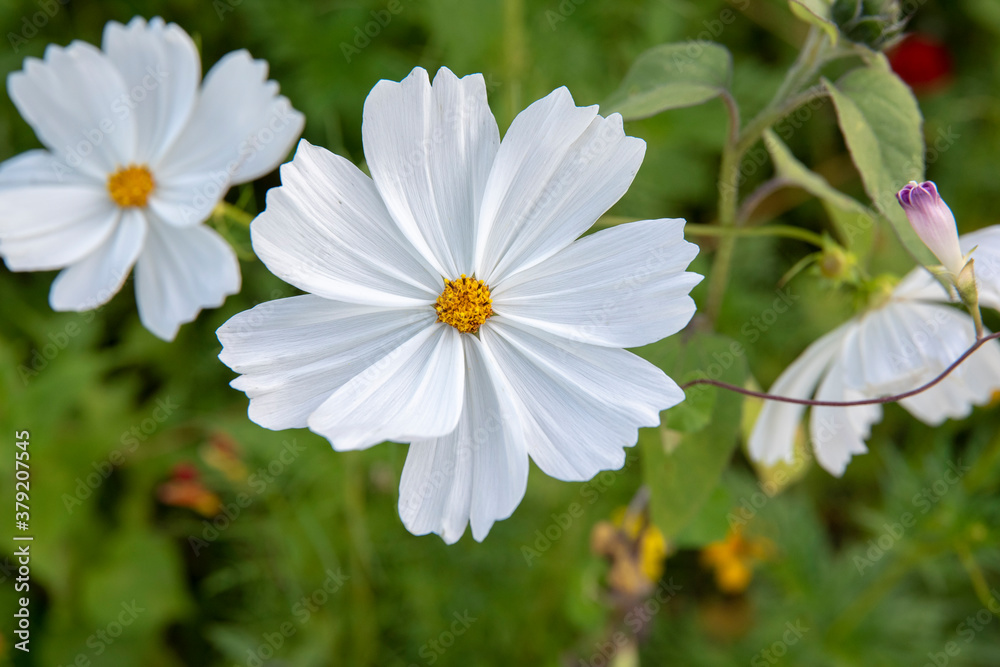 Blooming white cosmos flowers with green background Blooming white cosmos flowers with green background