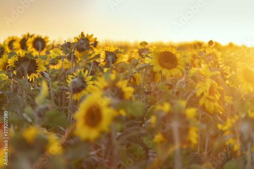A huge field of sunflowers. Autumn. Fall. Harvesting.