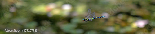 Blaugrüne Mosaikjungfer (Aeshna cyanea) / Blue hawker photo