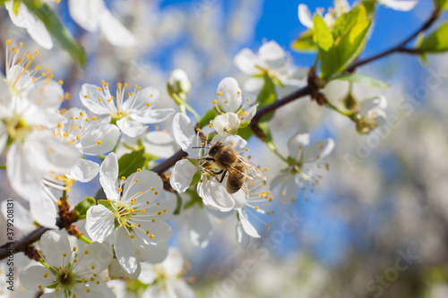 Flowers of the cherry blossoms on a spring