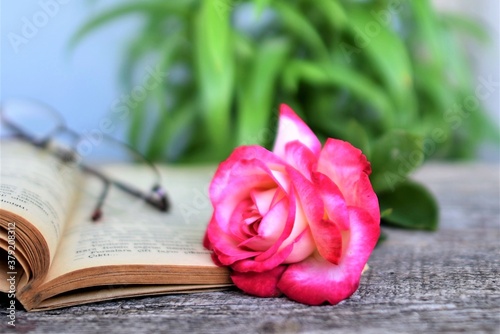 pink rose on a book