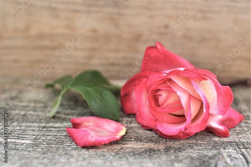 pink rose on wood