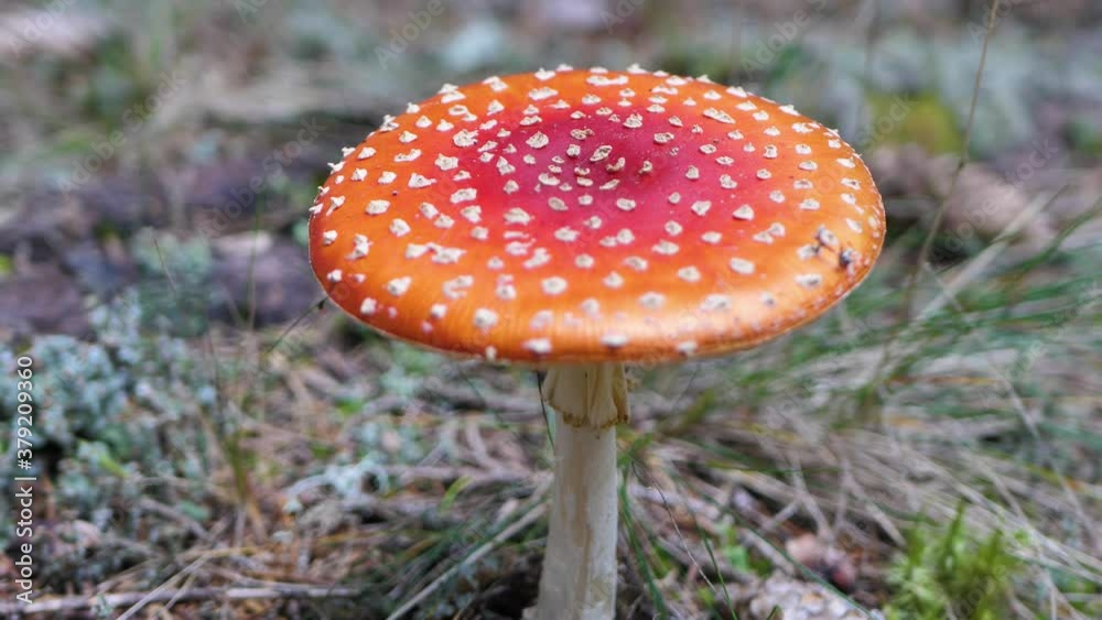 Autumn mushroom in the forest Fly Agaric Autumn mushroom in the forest Fly Agaric