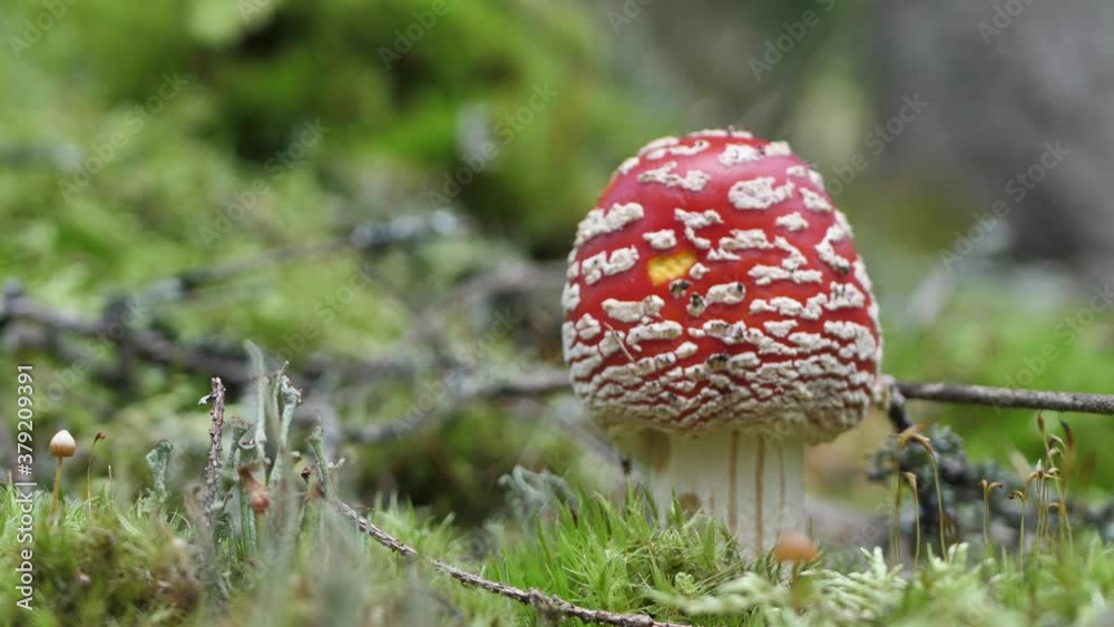 Autumn mushroom in the forest Fly Agaric Autumn mushroom in the forest Fly Agaric