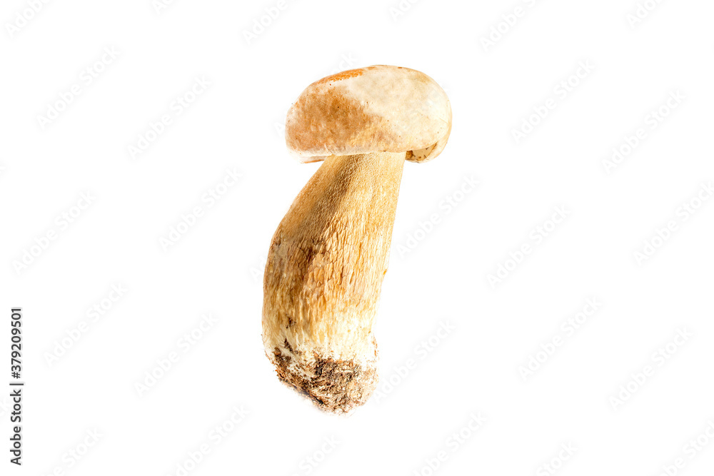 Boletus edulis mushroom isolated on white background close up Boletus edulis mushroom isolated on white background close up