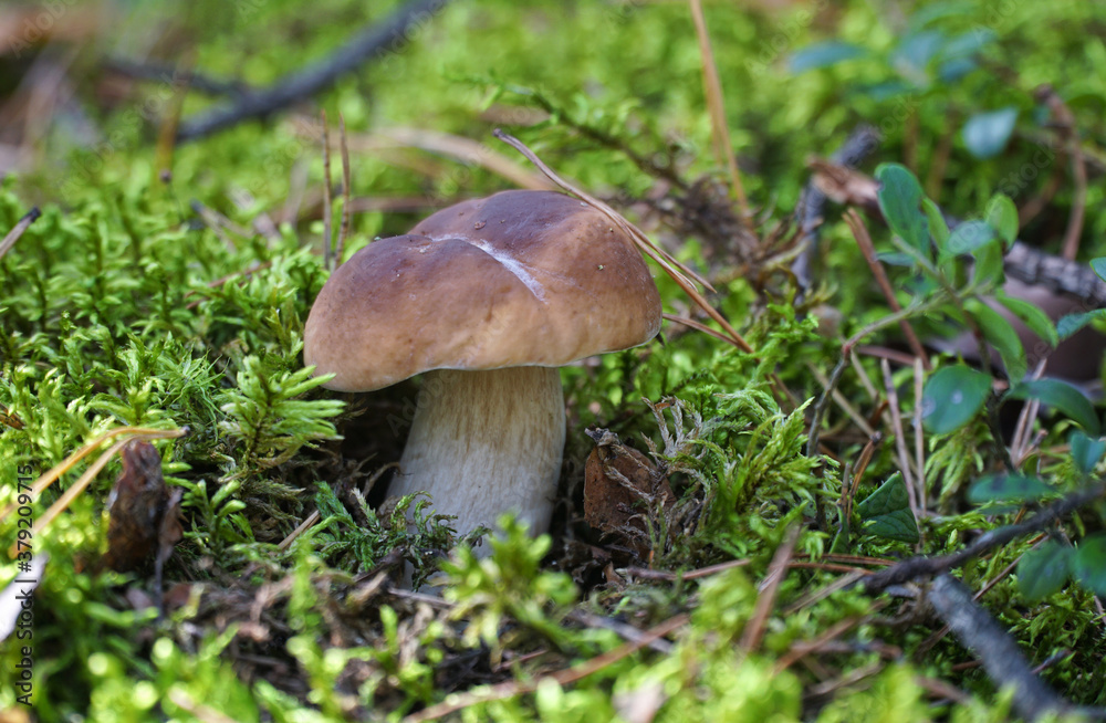 Wild mushroom (Boletus) growing in natural forest green moss in autumn. Closeup. Selective focus. Wild mushroom (Boletus) growing in natural forest green moss in autumn. Closeup. Selective focus.