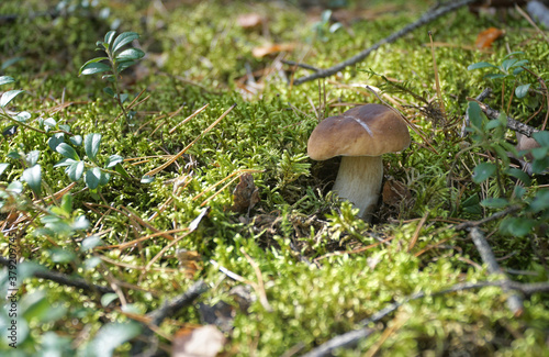 Wild mushroom (Boletus) growing in natural forest green moss in autumn. Closeup. Selective focus.