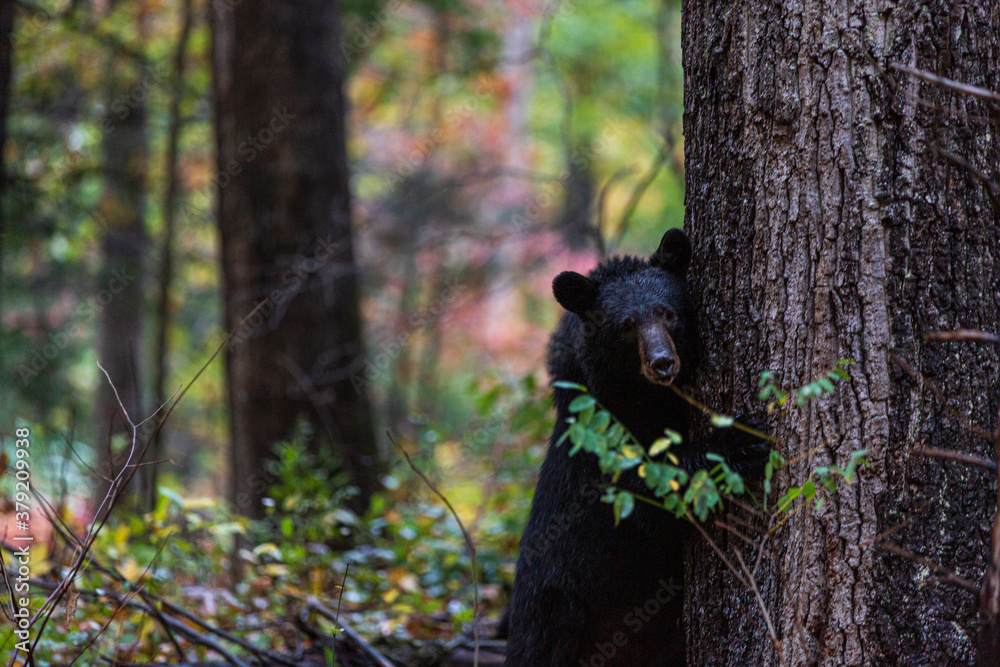 Obraz premium black bear in the woods