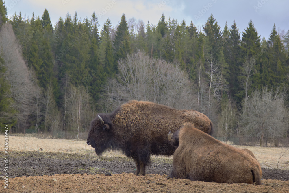 Wild european bison in the forest, Russia Wild european bison in the forest, Russia