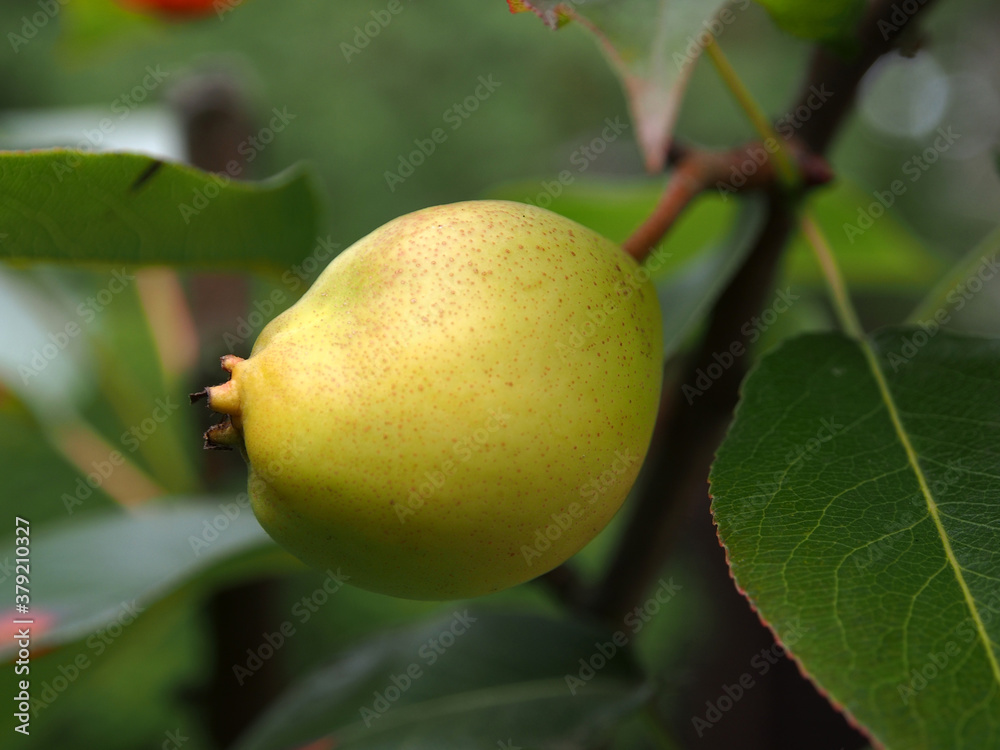 Pear tree on a branch, close-up on a blurry green background. Pear, a natural product full of vitamins. Pear tree on a branch, close-up on a blurry green background. Pear, a natural product full of vitamins.