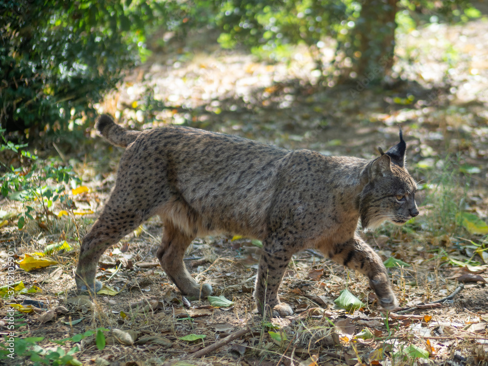 Obraz premium Lince ibérico en el bosque 