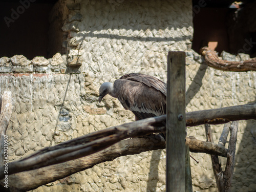 Buitre en un zoológico  photo