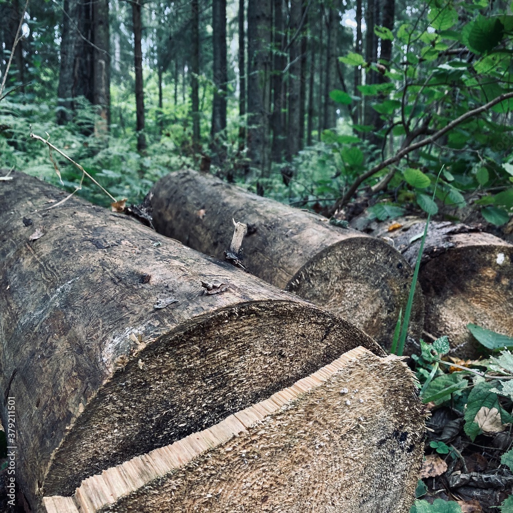 Obraz premium stack of logs