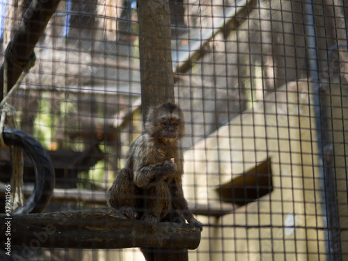 Mono descansando y comiendo en una rama dentro de una jaula