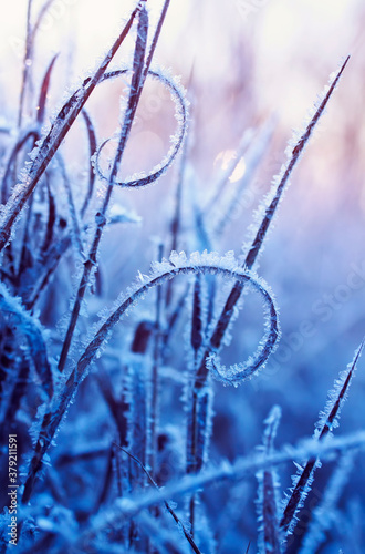 vertical natural background with grass covered with frost crystals in morning...