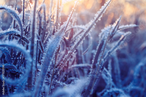 horizontal natural background with grass covered with frost crystals in morning pink sunlight