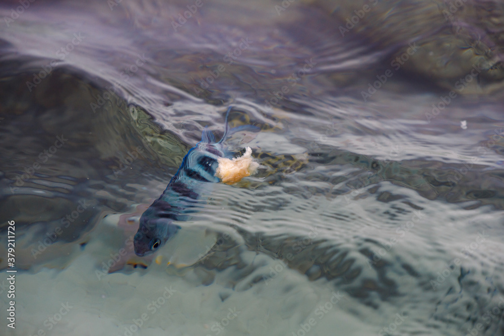Obraz premium fish in water eats bread