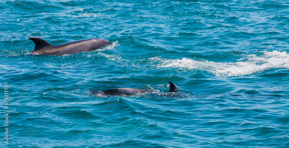 Naklejka premium Pair of dolphins in Bay of Islands, New Zealand