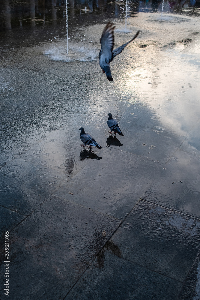 Piccioni fanno il bagno nella fontana di Reggio Emilia