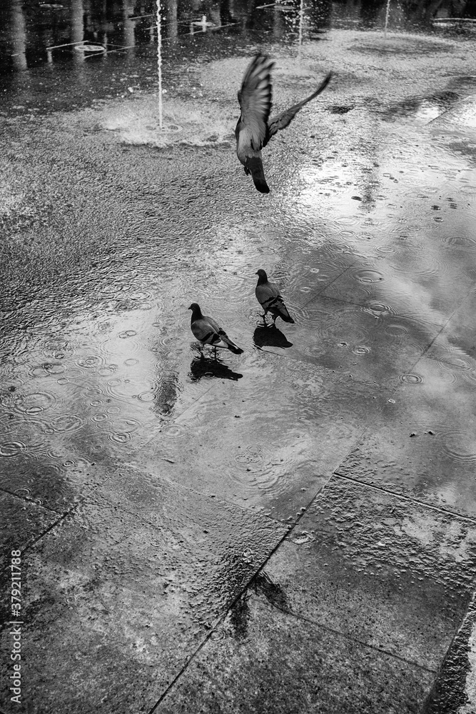 Piccioni fanno il bagno nella fontana di Reggio Emilia